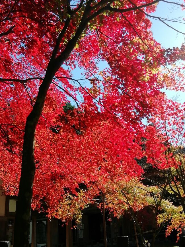 二日目<br />晩秋の湖東三山巡りました。<br />紅葉は終わりかけていましたが穏やかな天気に恵まれて人出は増えているように思いました。<br />でも、皆コロナ地策はしっかりされていましたよ。<br />どのお寺さんも本堂まではかなり登りますが眺望の良さはそのご褒美ですね<br /><br />百済寺 金剛輪寺 西明寺の順に歴史は古く1200年から1400年の歴史がある古刹です。<br />三山ともお寺さんには素晴らしい庭園があり見応えあります。<br /><br />特に百済寺さんは数々の映画やドラマのロケ地に使われています。<br /><br />