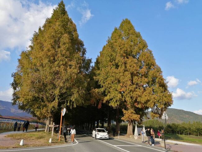 今回は、車で日本海側を旅してきました。<br />特別なものはないけれど、海がきれいで落ち着いた街並みを<br />楽しむ事ができました。<br /><br />伊根湾の舟屋を見る遊覧船では、みな、とんびにエサを<br />あげるのに必死で、全然、説明を聞いていなかったのもご愛敬。<br /><br />滋賀県、マキノのメタセコイア並木道は、長年行ってみたかったけれど、<br />縁がなく、今回帰りに寄る事ができてよかったです。<br />これは、観光客が来るだろうな、という素敵な並木道でした。<br /><br />城崎や天橋立など有名な所を避けて<br />行ったのがかえって良かったと思います。<br /><br />家からわりと近くで、車で気軽に行けるので、また機会が<br />あれば行きたいと思いました。