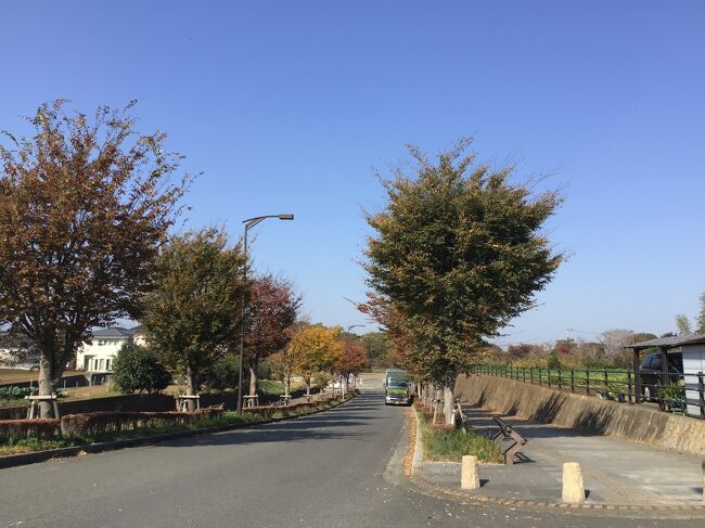 車椅子単独自操で行きました。<br />(茅ヶ崎駅から文教大学行きバス51系統、約20分。もちろん車椅子でバスに乗れます)<br /><br />起伏がありますが、走行可能で充分楽しめます。<br /><br />パークセンターから芹沢の池に向かう途中、下り坂があります。<br />小砂利&落ち葉で滑りやすいです。<br />(滑ったら坂の下まで落ちます)<br />要注意です。<br /><br />静かな公園です。