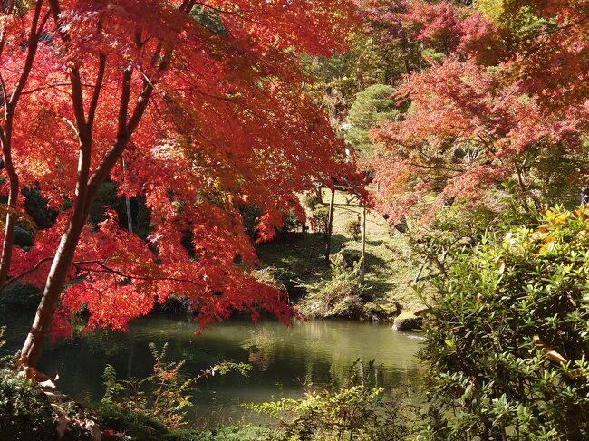 成田山新勝寺の紅葉を楽しみに、GoTo日帰り旅行　