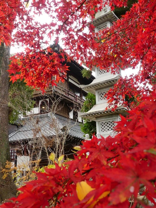 太田市の「曹源寺（さざえ堂）」へ、紅葉を見に行きました。<br /><br />ここは紅葉の名所というわけではなく、紅葉が沢山ある、ということでもありません。行ってみたら紅葉してる木がありました、という程度の紅葉です。<br /><br />それでも今シーズン２度目、前回訪問から８日後の「紅葉狩り」です。