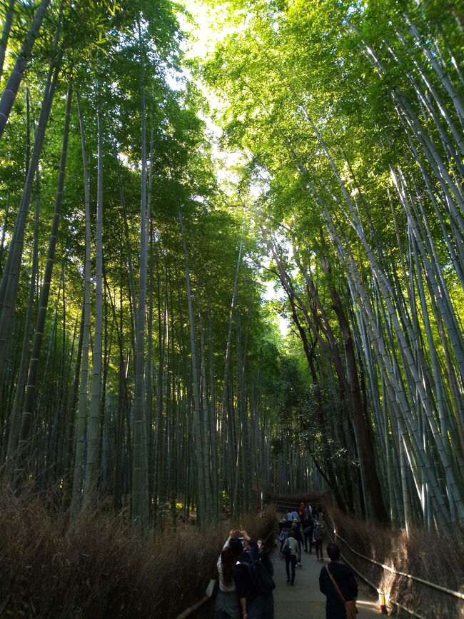 京都の紅葉を満喫する旅の二日目。<br />全国的に暖かくなったこの日、なんと京都は夏日に。少し汗をかきながら、世界遺産を巡る１日となりました。