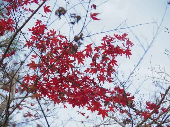 初めて秋の京都に行ってきました。<br />京都の紅葉は赤が違う、と友人から聞き、キャンペーンを利用して行ってみました。<br />１泊２日と短い旅でしたが、満喫してきました。
