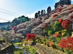 2020紅葉　四季桜と紅葉のコラボ ・川見四季桜の里（11）