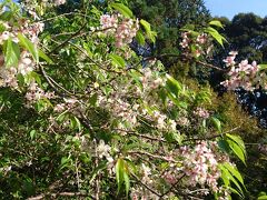 【Day out w/ N】今年も紅葉寺で紅葉と桜を見ましょう。