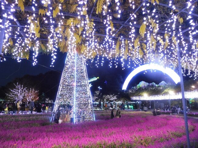 2020年11月21日訪れました。昼間の部と夜の部が別料金で完全入れ替え制になっています。夜の部は午後3:30入場開始で入園料は1000円でした。イルミネーション点灯までは少し時間がありますがこの時期は園内にアメジストセージの紫色の花が咲き乱れ西日にあたった紅葉の赤と紫色のグラデーションを楽しむことができます。そして日が落ち次第に暗くなるとあちこちでイルミネーションの点灯が始まります。藤棚につるしたイルミネーションは紫、白、ピンクと色の変化を楽しむことができ見事です。また、山の斜面を利用した大掛かりなイルミネーションはブロックごとにストーリー仕立てになっており音楽とともにイルミネーションが進行していくのも楽しく見ることができます。6000台を収容できる無料駐車場がありますがあたりが暗くなるころにはかなりの台数が入り、次第に入場ゲートから遠ざかるので個人的には午後の部開園頃に訪れ、昼間の景色と徐々に暗くなりイルミネーションが点灯していく過程を楽しむのがおすすめです。そして閉演間際には混雑が予想されますので早めに帰るのがよいかも?