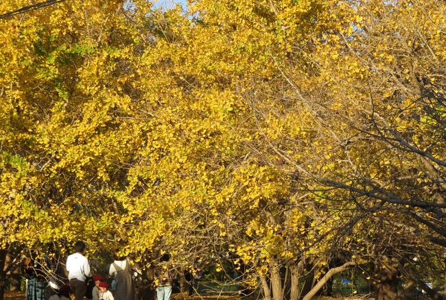 2010年以来、10年振りの祖父江町の山崎地区のイチョウの黄葉の見学でした。祖父江町には樹齢100年を超えるイチョウの大木が数多く存在し、ギンナンの生産は日本で最も早く100年ほど前に始まったようです。