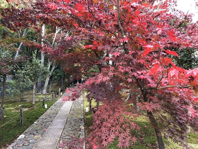 Go To 京都 15 妙心寺 広隆寺 鹿王院 京富