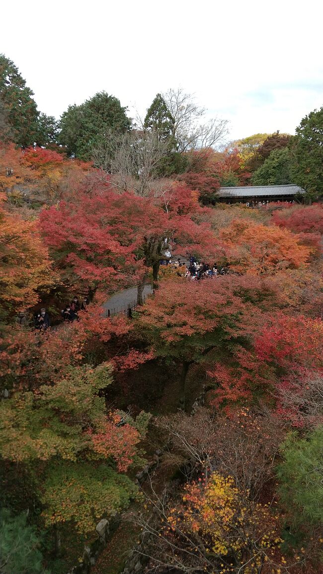 紅葉の京都  中村藤吉