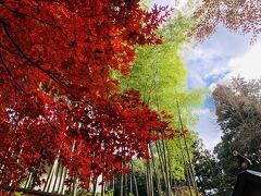 紅葉が見ごろの仙台・松島旅＜GO TO トラベル＞