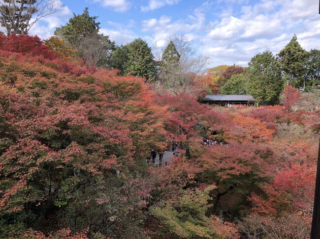 GoTo京都　紅葉づくし　2/2　東福寺～嵐山～錦市場