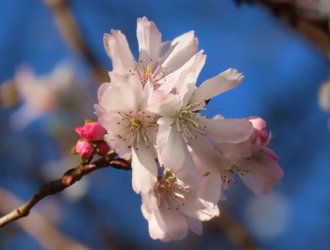 11月28日、午後２時半頃にふじみ野市にある亀久保西公園に冬桜を見に行きました。　可憐に美しく咲いていました。<br /><br /><br /><br /><br />*写真は可憐に美しく咲いていた冬桜
