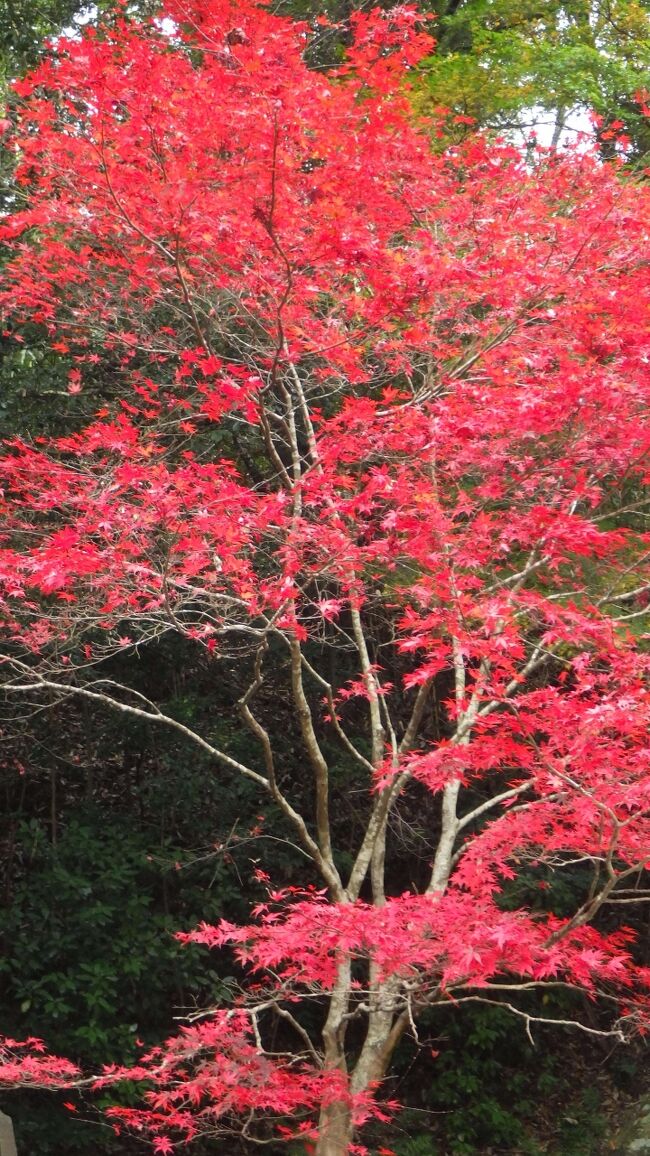 鳩吹山も久しぶりですが、名鉄電車に乗り犬山遊園駅から、寂光院の紅葉を見がてら継鹿尾山を経て鳩吹山に登り、可児川駅まで歩きました。休日でもあり多くの人がモミジ狩りに来ていましたが、寂光院の紅葉は終わりかけ・・・