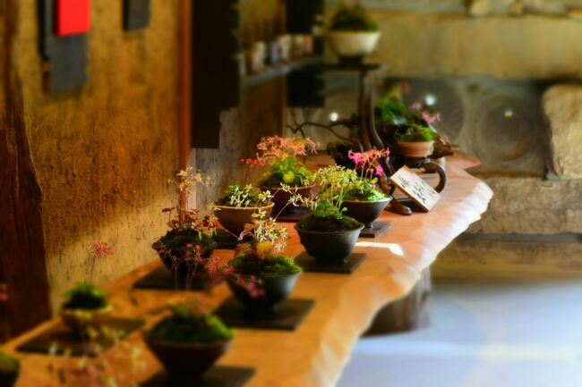 鹿児島県出水市にある『東雲（しののめ）の里』は紫陽花の咲く頃が最も美しいところです。今年の紫陽花の時期に新緑に癒されました。<br /><br />先日、南日本新聞にこの東雲の里の紅葉を紹介する記事が載っていたので、行ってみました。<br /><br />ところが・・・<br /><br /><br /><br /><br /><br /><br />