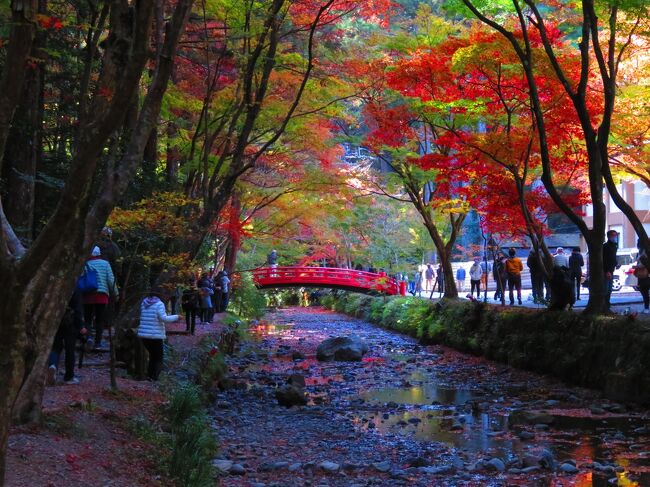 2020年11月28日、遠州森町の小国神社と2020年12月4日、袋井市にある法多山に天気が良かったので紅葉を見に行って来ました。<br /><br />どちらも自宅から車で1時間程。グーグル先生に道案内をしてもらい、いざ出発です。<br /><br />小国神社について、一つ間違った事は土曜日、好天気、七五三が重なった事で、えらい人出でした。朝、9時前に着いたのにも関わらず、神社前の駐車場はすでに満杯。係の人の誘導で何とか数分待っただけで駐車できましたが・・・。<br />人気の高い神社なのである程度は覚悟していましたが、これほどとは。<br /><br />でも、紅葉は綺麗でした。<br /><br />法多山は平日に訪れましたが、そこそこ人出があり、これまたびっくりでした。<br />どちらも紅葉は綺麗でしたが、私的には法多山の方が良かったかなと(^_^)<br /><br />★遠江國一宮　小國神社<br /><br />御鎮座1450年という歴史を持つ、遠州きっての古社。境内は古代の森と呼ばれ、神社を囲うように樹齢数百年の老杉が茂り、荘厳な雰囲気を醸し出しています。<br />ご祭神は「大己貴命（おおなむちのみこと）」<br />大己貴命は「大国主命（おおくにぬしのみこと）」と呼ばれ、神話の中でも「因幡の白うさぎ」はよく知られており、赤裸にされたうさぎを助けられた心のやさしい神さまです。<br />出雲大社と同じ神様が祭られているこちらの神社も、縁結びの神社として有名なのです。<br /><br />★法多山 尊永寺<br /><br />可睡斎・油山寺とあわせて遠州三山と呼ばれる古刹。通称”法多山と呼ばれ、本尊の正観世音菩薩は厄除け観音として広く信仰され、多数の参詣客が訪れます。神亀2年聖武天皇の勅令を受けて行基が開山。今川・豊臣・徳川など武将の厚い信仰を得て栄えたが、明治維新に朱印地を返還し12坊を廃して現在に至っています。境内で売られる厄除け団子は名物として有名です。<br /><br />