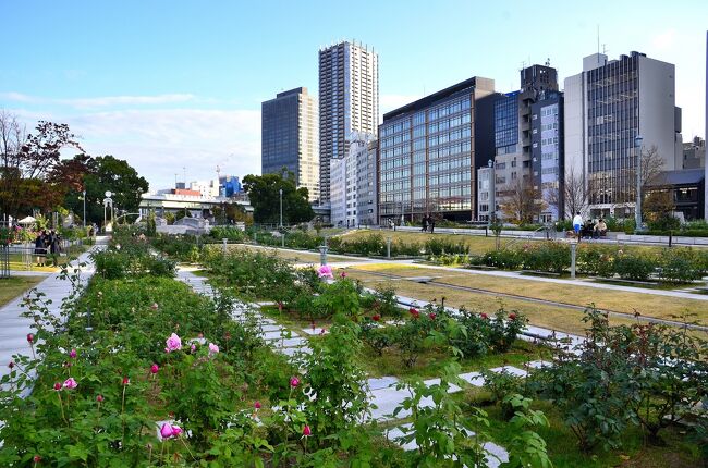 中之島バラ園は大阪市が管理する最大のバラ園です。1891(明治24)年、大阪市で初めての公園としてオープンし、1978年に芝生だった一画をバラ園として一般開放するという計画が立ち上がり、バラ栽培の第一人者 津志本貞氏が欧米のバラ園を参考にして1980年に本格的なバラ園が完成しました。 中之島公園の東端に東西500mに渡って造園されており、落ち着いた雰囲気があり、都会の真ん中にあることを感じさせません。<br />「バラの庭」「バラ園橋」「バラの広場」「バラの小みち」などのエリアでは5月になると89種類、約4000株ものバラが満開になります。また、10月中旬から11月上旬にかけては約310種類、約3700株のバラが咲き誇ります。バラは発表された年代別に植えられており、歩道には年号の入った案内板も設置されています。