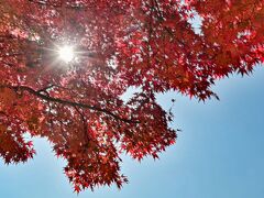 今年最後の山中湖ロッジ滞在　～河口湖および山中湖の紅葉～　