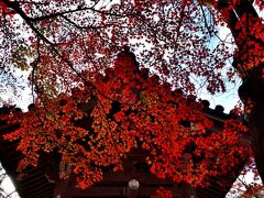 今年もやってきた紅葉、もみじが素敵で静かな嵯峨野の ”常寂光寺”へ 朝一で行ったが、9時開園でもすげえ~人に圧倒され満足な撮影が出きなかった