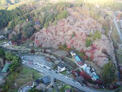 旧小原村の四季桜　空撮あり