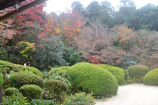 11月25日（水）<br /><br />この旅行を予約した後、八瀬比叡山口にある瑠璃光院の机に映る紅葉がきれいだとテレビで放映していたので、叡山電鉄沿線にある、詩仙堂と金福寺の紅葉を観る予定でした。<br /><br />この写真は、詩仙堂の庭の紅葉です。<br /><br />なお、６年前に行った叡電電鉄沿線の貴船神社、実相院、圓通寺の紅葉は、４－トラベルのブログに乗っています。<br /><br />晩秋の京都を訪ねる：2014年11月25日～11月27日<br />（その１）京都洛北：https://ssl.4travel.jp/tcs/t/editalbum/edit/10957752/<br />