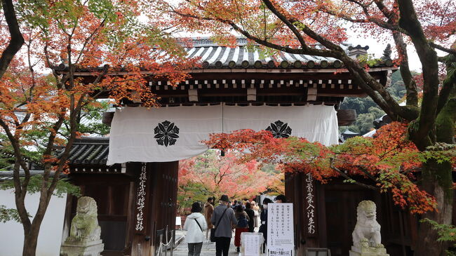 紅葉の頃の京都。<br />例年であれば、大混雑だろうけど外国人観光客がいない今年はチャンスなのでは？<br />11月の後半が良いはず、と狙いを定めて、早めに往復とホテルだけのツアーを予約しました。<br />気温が下がって乾燥したからか、気の緩みなのかコロナの新規感染者数が増える中、京都の観光地では感染対策がしっかり行われていました。<br />季節外れの暖かさの中、紅葉の名所をめぐって<br />秋から冬に向かう京都を感じる旅になりました。<br /><br />