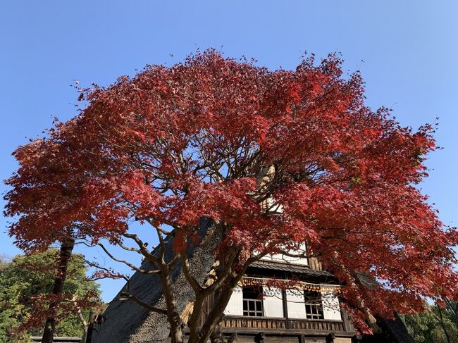 日本民家園に行ってきました。<br />代表的な古民家を移築するなどして、消えつつある古民家を後世に残すために造られた野外の施設です。<br />民家内も当時の様子を再現しています。<br /><br />25の古民家などから、時代の変化や土地の特徴などがうかがえます。<br />園内は広く、晩秋を感じながら散策できました。<br />