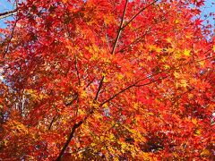 紅葉の高尾山