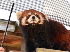 レッサーパンダはかわゆい !!! 八木山動物公園 2
