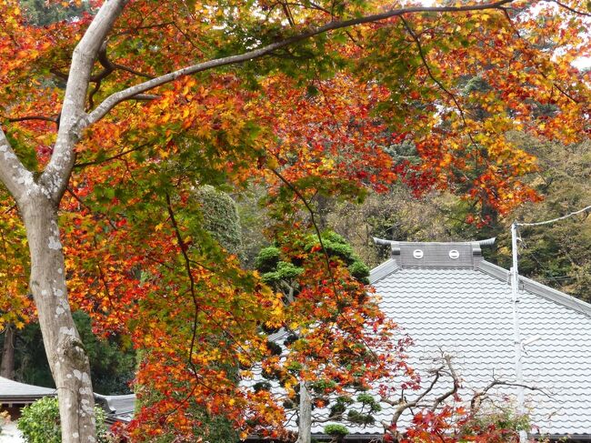 太田市の「玉厳寺」へ、紅葉を見に行きました。８日前の11月18日に続いて、今シーズン２度目の訪問です。<br />前回は色付き始めでしたが、８日経って紅葉は進み、一部はまだ色付き進行中のように見えますが、落葉し始めた木もあります。<br /><br />全山紅葉というような場所ではありませんが、紅葉の時季には時々寄ってみるところです。