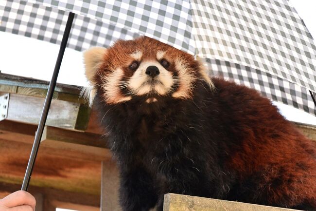 八木山動物公園の続篇です。表紙の写真は、暑いから日傘を差して貰っている<br />訳ではありません。クルミ2017年7月18日生まれのこの姉さんアウトドア派で、高い所にある小屋が好きで離れようとしません（尤も殆ど寝てますが）。それで飼育員さんが傘を使い部屋に帰るよう促すわけです。飼育員さんの苦労も素知らぬ顔ですましているところがかわゆいですね。