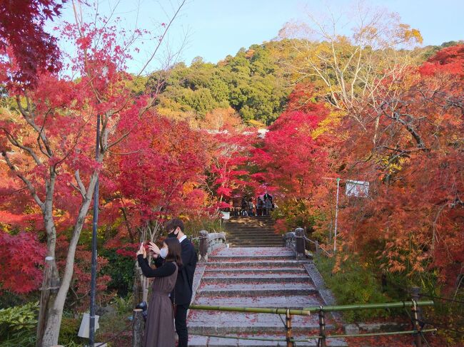 同県内の箱根から始まって、和歌山、西表島と続いたGoTo旅の第4弾は紅葉真っ盛りの京都へ。<br /><br />オーバーツーリズムで大混雑と聞いていた京都に行くなら、外国人がいない今年がチャンス？　<br /><br />ほぼピーク時ということもあり、GoToの威力もあり、それなりに混雑はしていたけれど、きっといつもの年はこんなもんじゃないのでしょうね。滞在中は夏のように暑いぐらいの晴天で、青空に映えるきれいな紅葉がたっぷり楽しめました。<br /><br />2日目は、バスと地下鉄のフリーきっぷを使って、午前中に大原、午後は永観堂や南禅寺、高台寺など紅葉の名所を回ります。<br /><br />◆◇日程◇◆<br />11/17：新幹線で京都→坂本経由で旧竹林院を見てから比叡山へ。宿泊は宝ヶ池プリンスホテル　https://4travel.jp/travelogue/11662758<br />11/18：大原三千院、錦市場、永観堂、南禅寺、高台寺ライトアップ。都ホテル京都八条泊　→今ココ<br />11/19：近鉄で奈良へ。東大寺、興福寺。京都へ戻り三十三間堂、二寧坂・産寧坂　https://4travel.jp/travelogue/11665237<br />11/20：高速バスで鳴門へ。大塚国際美術館。夜の飛行機で羽田へ　https://4travel.jp/travelogue/11666828