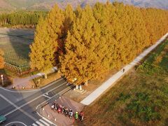 メタセコイア並木で撮影会　空撮あり