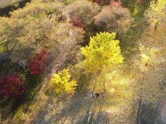 知多市大興寺の四季桜