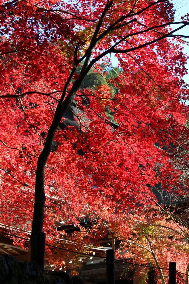 2日め<br /><br />今日は楽して観光バスで湖東三山めぐりをチョイス。<br />旅行者にとって滋賀は何と言っても交通の便が悪い、でもいいお寺さんが多くあり、いつもは電車や自転車で回ります。<br /><br />思った以上の参加者、30名。<br />老若男女、1人だったり、3人組だったり、でも高齢夫婦が多いのはバスツアーのお決まり。<br />3日前のツアーは42名のMAXだったとガイドさん。<br />でもバス会社さえ設定ミスの今年の紅葉シーズン、東京もんは尚更難しい。2か月も先の天候は運次第（笑）<br /><br />三井ガーデンホテル京都四条…高木珈琲…四条駅→京都駅→永源寺→百済寺→一休庵→西明寺→金剛輪寺→京都駅→烏丸御池駅…わたつね…三井ガーデンホテル京都四条<br /><br />本日は21,921歩<br />それにプラス石段の大さ（笑）