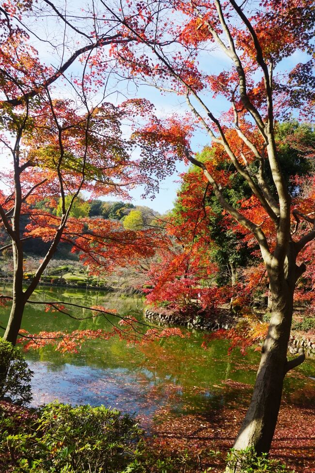 町田市にある薬師池公園のもみじを見てきました