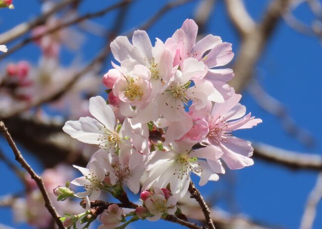 11月30日、午前１１時半頃にふじみ野市にある亀久保西公園に冬桜を見に行きました。　今朝は今年一番のの寒さでした。<br />このためか亀久保西公園の冬桜は晴天に映えてとても美しかったです。<br /><br /><br /><br /><br />*美しかった冬桜