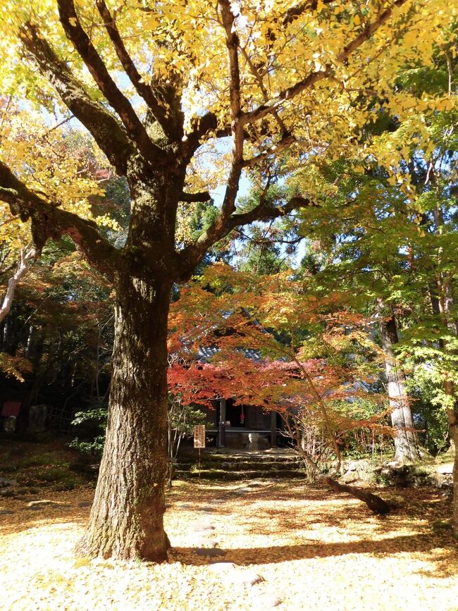 　初日　四国のコロナ情報をたよりに　小松西条から高知・足摺まで行きました。<br />高知では観光客も多く　以前のような活気を取り戻しているようでした。<br />　翌日　愛媛県西部から今治に行き早目に帰りました。<br />今回は大型バスのお遍路さんによく出会い　歩き遍路さんの姿はあまり見かけませんでした。<br /><br />～写真の説明～<br />　３１番札所　虚空蔵菩薩堂<br /><br />～おまけ～<br />　松山市内は連日クラスターが発生していましたので　予定変更！