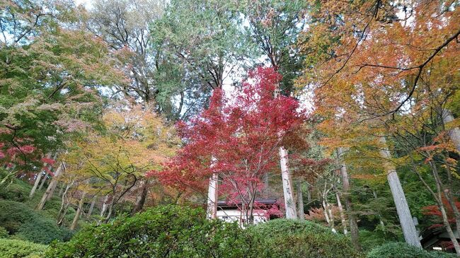 11月28日（土）<br />JR九州ウォーキング（基山駅）基山駅→基山駅　コース距離約11㎞　所要時間約3時間　ゴール受付時間15：00<br /><br />往路　上南部バス停7：23→7：36東海学園前7：40→7：56熊本8：01→8：59大牟田9：02→区間快速門司港行き→9：52基山駅<br /><br />　　　基山駅受付→10：00出発→基山小中学校→基山福祉交流会館→ミキファームきやま→大興善寺・恋人の聖地→鶴製茶→くつろぎエリア山麓きやま→トートト工房→和カフェ「空とたね」→すなぼりがらす対翠社→飾菜きの里「あすか」→酒ブティック「丸久」→基山の地酒「基峰鶴酒造」→ハンドメイドショップTSUKURU→13：05基山駅ゴール<br /><br />帰路　基山駅13：27→鳥栖駅13：55→区間快速八代行き→15：20熊本駅15：27→15：40東海学園前15：52→16：05上南部<br /><br />　　紅葉の大興善寺は期待したほど紅葉は綺麗ではなかったが、まだ名残の紅葉がみられた。その後は飲んだり、食べたり店を眺めたりとしながら基山の町を楽しみながら歩いて来た。<br />