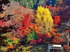 2020紅葉　豊田の奥座敷いなぶ大井平公園の紅葉（9）