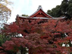 ＮＨＫで放送された本土寺の紅葉