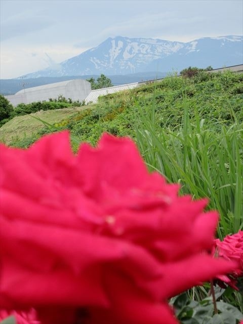 旧佐々木家住宅とにかほサイエンスパークのバラ園