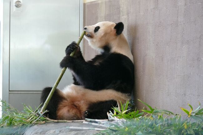 １１月２６日（晴れ）<br />今日も良い天気です！<br />中国の桂林で見て以来の、生パンダ！！見に来ました～<br />高校時代の友人家別荘が白浜に在って、私は大学卒業後５年程毎年誘ってもらって友人と白浜で４日程夏休みを過ごしましたが、<br />友人が動物嫌いだったのでアドベンチャーワールドには<br />その時には一度も来れませんでした。<br />白浜には、その後私は来ていない。。。（和歌山市止まり）<br />やっと会えました＾＾<br />動物好きの私は大満足～牡ライオンもカッコよかった～<br />白浜街中温泉は混雑しそうだったので、今日のお風呂は少し戻った場所にある、昔は有名だった「椿温泉」でゆったりと～（白浜町内です）<br />これまた大満足～<br /><br />GoToトラベルの恩恵はほぼ受けられないが、我家が必要＆気を付ける感染防止策は<br />１）他人と触れない<br />２）他人と一緒に食事をしない<br />この２点が出来そうな、キャンピングカー旅を選んだ。<br />私達は今はホテルにも飲食店にもGoToの恩恵を落とすことが出来ないが、命が有れば、コロナが収まれば、後に私達が動く事で十分お金を落とせる。今は我々年寄にはGoToの期待をしないで頑張って欲しいです。<br />