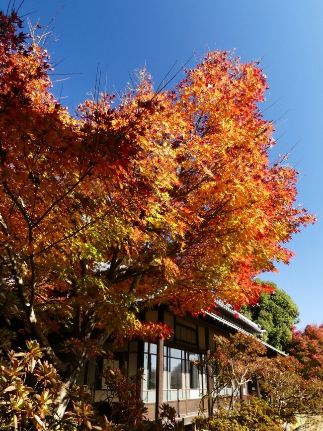 館林市の「つつじが岡第二公園」、「旧秋元別邸」へ紅葉を見に行きました。２週間前、11月17日には一部が色付き始めていましたが、この日は多くが紅葉進行中で、赤~橙~黄~緑の綺麗なグラデーション見られました。一方で、早く色付いた木では落葉が進行中でした。