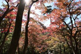 秋の伊豆旅♪　Vol.33　☆修善寺虹の郷：秋の美しいモミジ林♪
