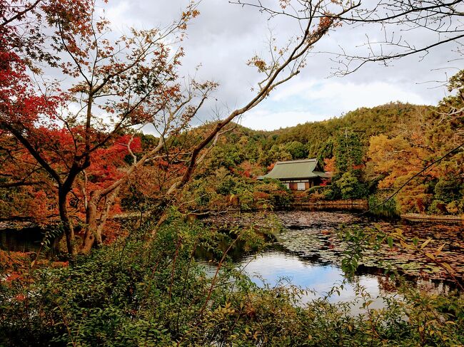 紅葉の京都ずらし旅 初日 電動チャリで走り回る（北野天満宮 龍安寺 上下賀茂神社 建仁寺）