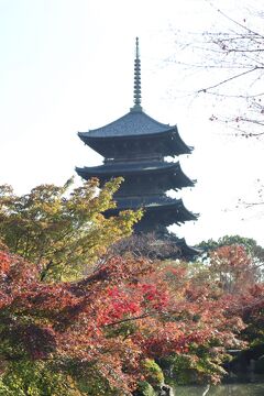 GOTOトラベル京都の旅・・弘法大師空海の真言密教の世界を、紅葉の綺麗な東寺に訪ねます。