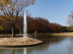 「代々木公園」の紅葉_2020_一部色付いているが紅葉は僅か、黄葉は落葉中だが綺麗（渋谷区代々木）