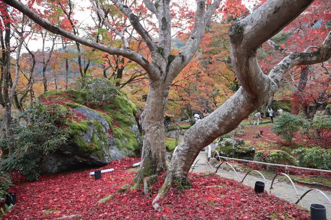 宝厳院は天龍寺の塔頭寺院で、その紅葉の美しさは嵯峨野・嵐山周辺では際立つと言われています。その中心「獅子吼の庭」は、嵐山の景観を取り入れた借景式山水庭園で、室町時代に中国に2度渡った禅僧、策彦周良禅師によって作庭されています。紅葉の時期には特別公開されます。