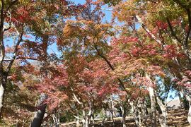 秋の伊豆旅♪　Vol.34　☆修善寺虹の郷：秋の美しいモミジ林♪