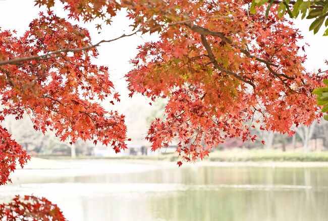 Japan　秋のなごりの昭和記念公園　2020　～ミツバチばあやの冒険～